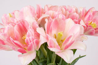 Pink double tulips