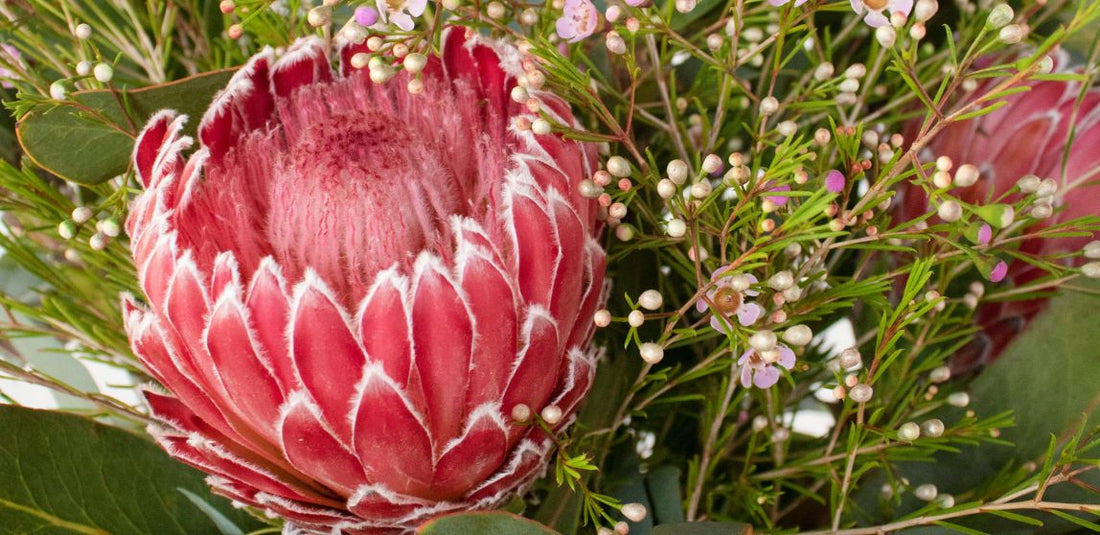 pinky red protea up close in flower bouquet