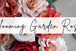 See How Garden Roses Bloom