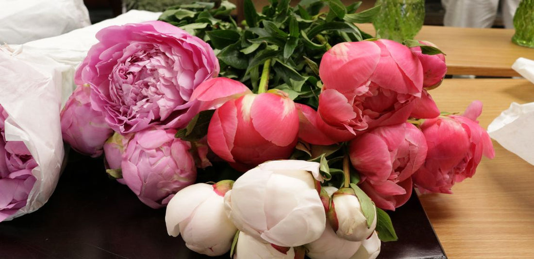 pink, purple, white peonies blooming on a table