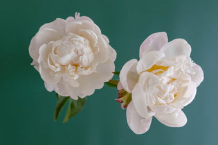 two large white peonies against a blue background