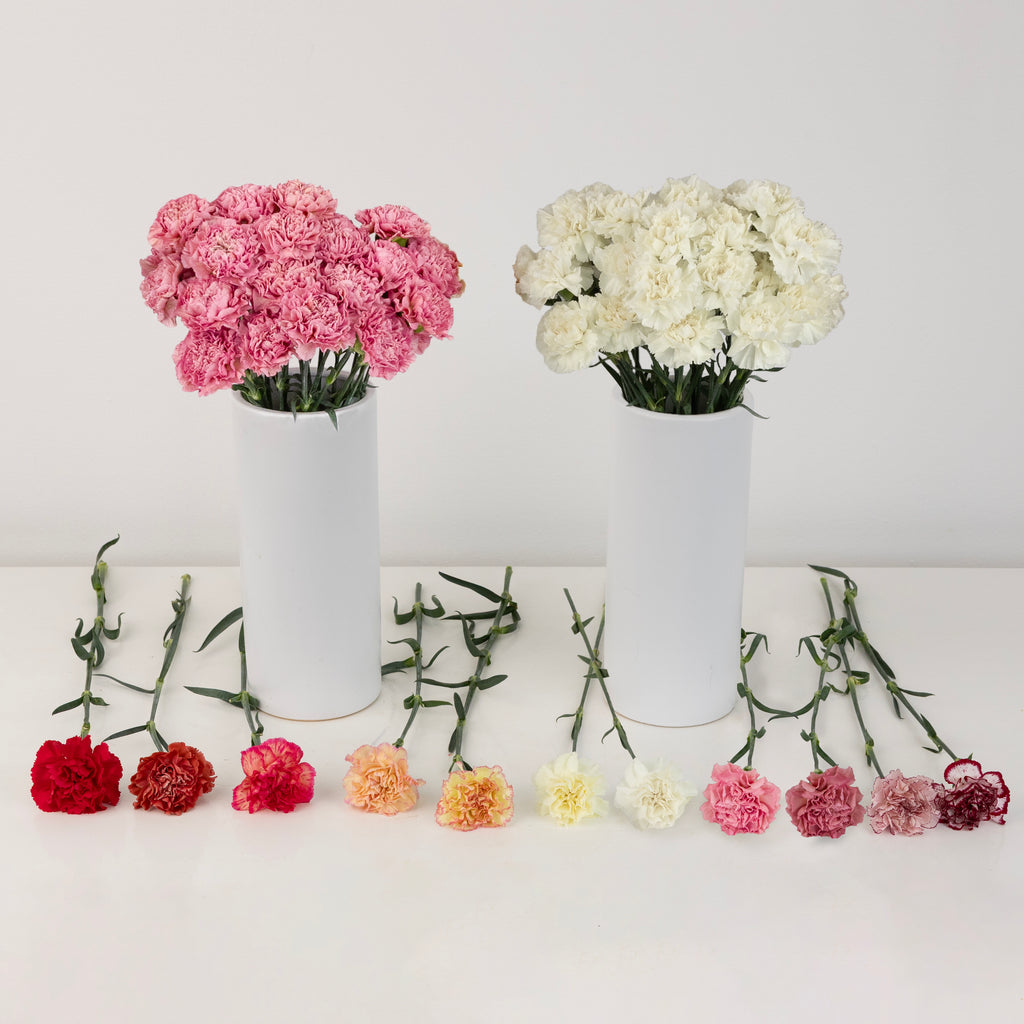 Buy Wholesale 50 Carnations for Mother's Day in Bulk - FiftyFlowers