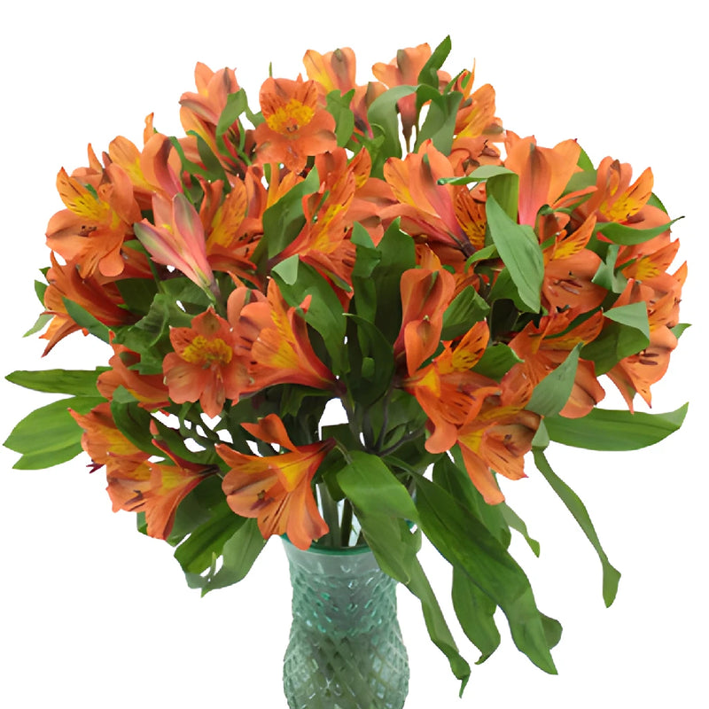 Terracotta Orange Peruvian Lily Flower in a Vase