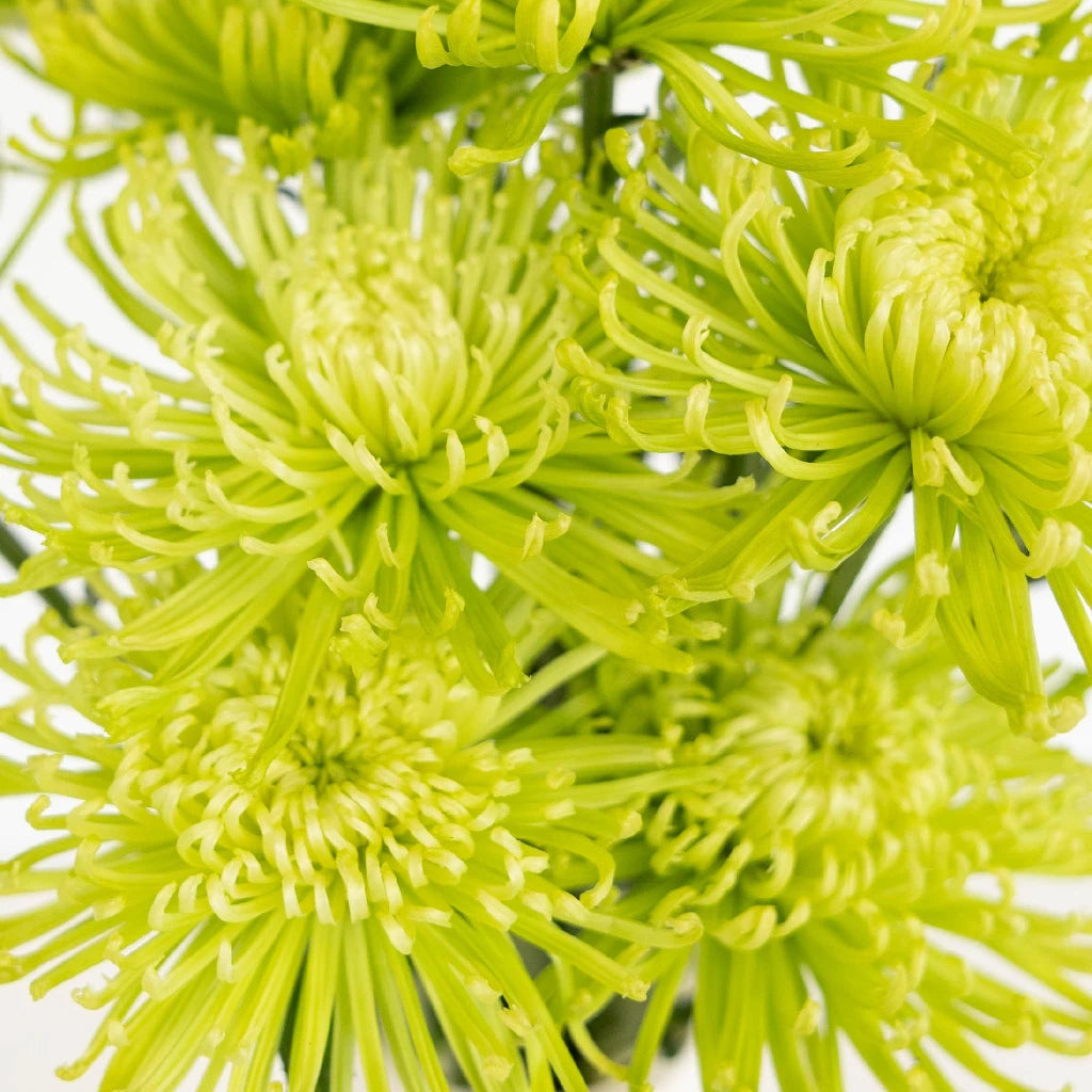 green spider mum plants Anastasia Green Spider Mum Flowers