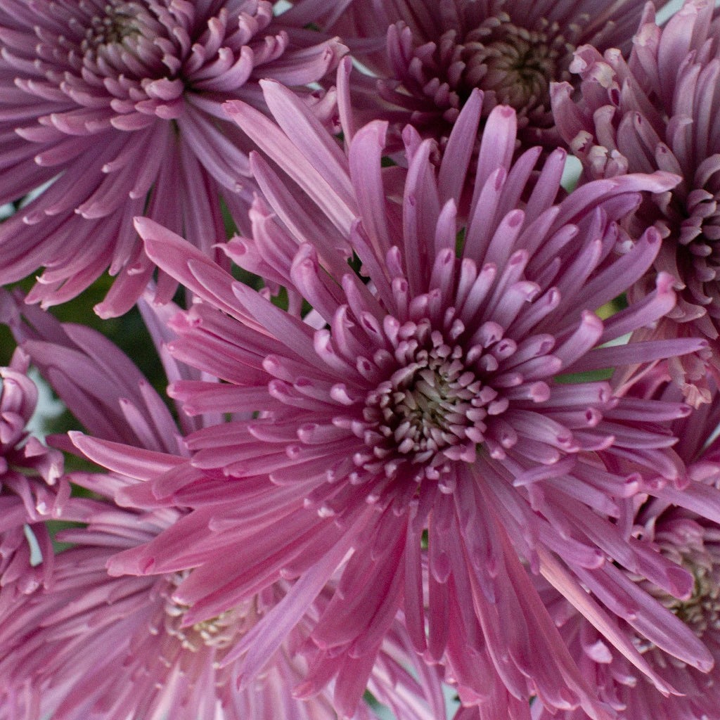 Misty Lilac Pink Garden Mum