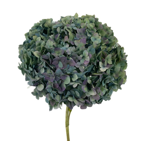 Antique Hydrangea Blue And Green Vintage Flower Stem - Image
