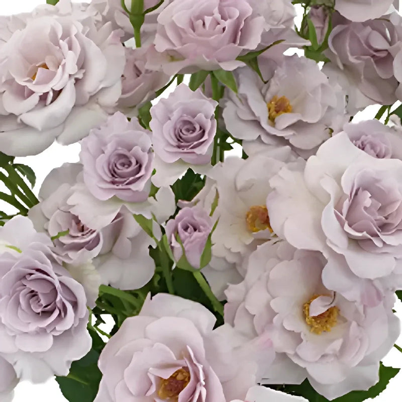 Antique Lavender Spray Roses Bulk Stem - Image