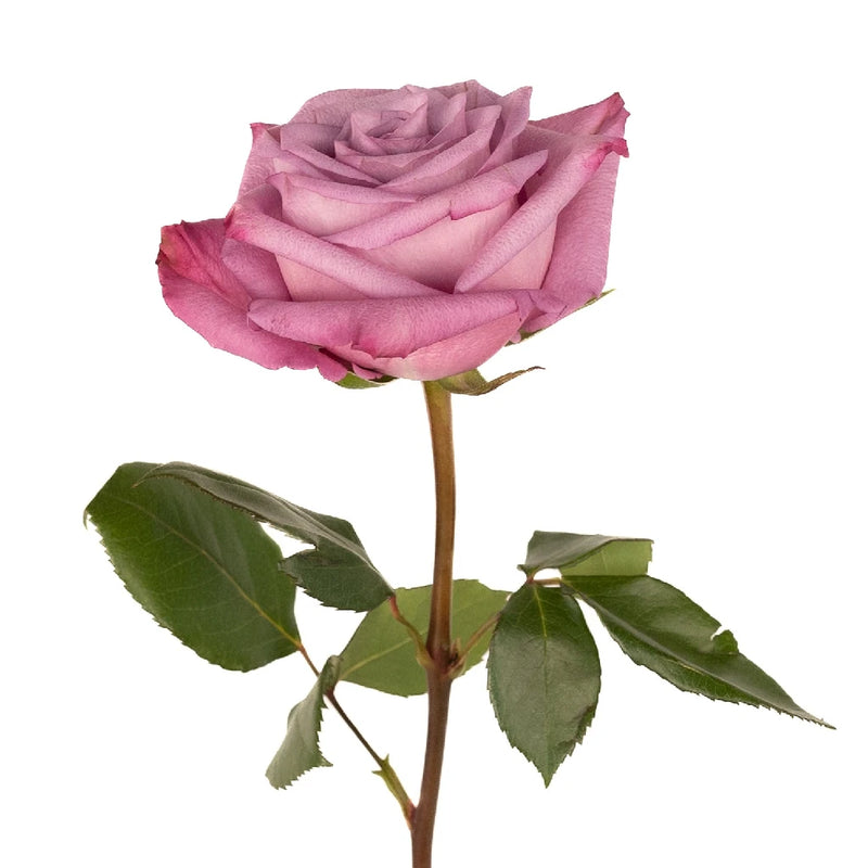 Antique Mauve Fresh Cut Rose Stem - Image