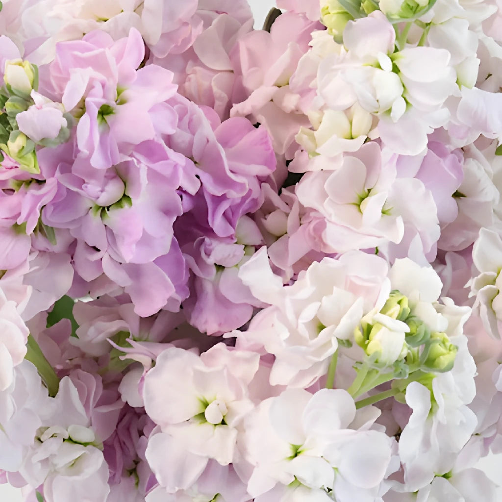 lavender stock flower Pinky Lavender Stock Flower