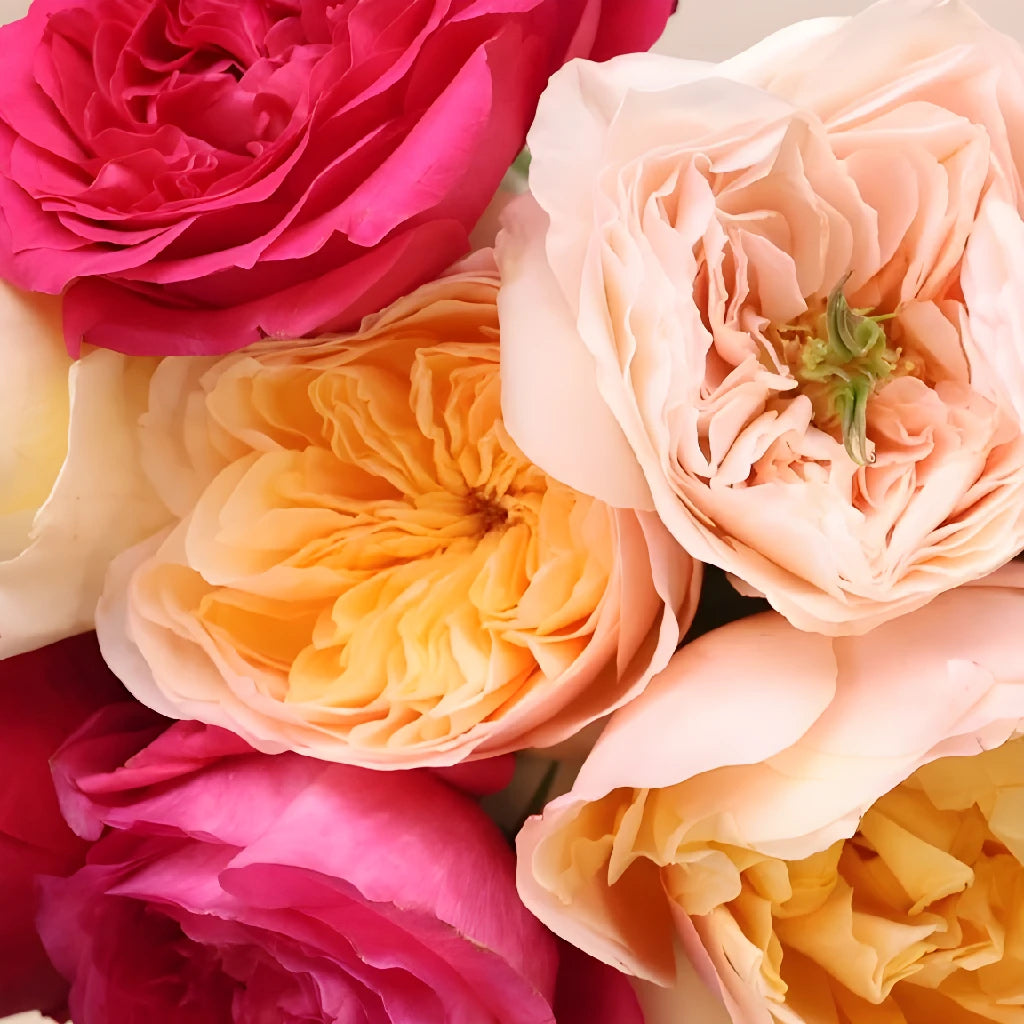 david austin roses seeds Buy Wholesale Assorted David Austin Garden Roses in Bulk