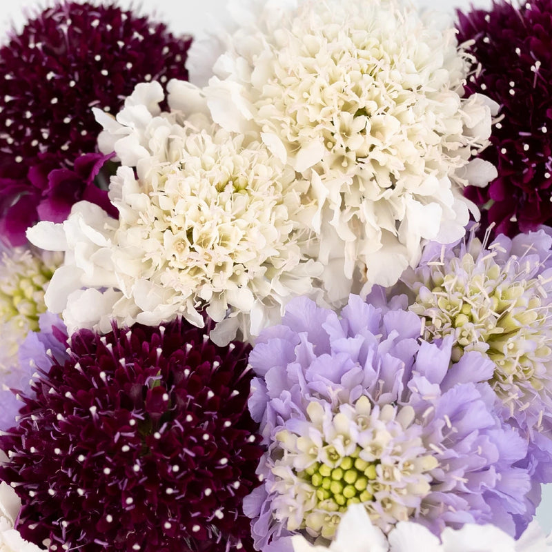 Assorted Farm Mix Scabiosa Flower Close Up - Image