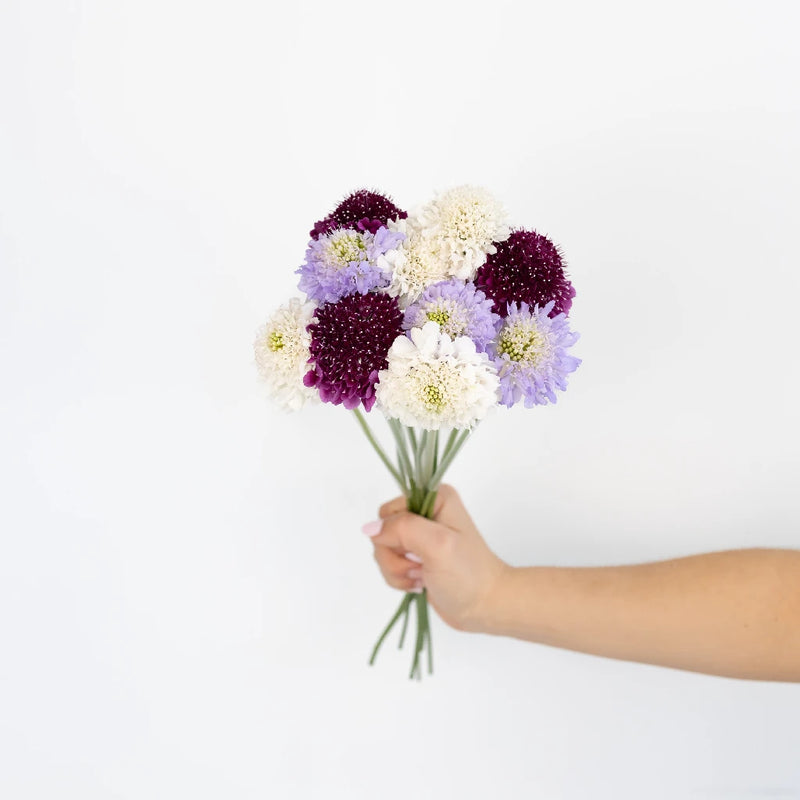 Assorted Farm Mix Scabiosa Flower Stem - Image