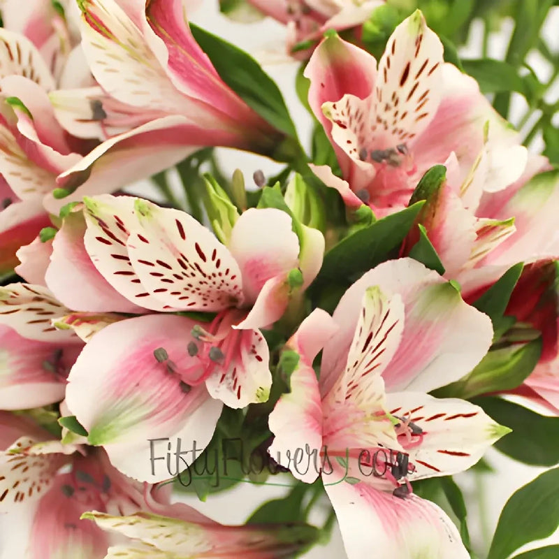 Bicolor White And Pink Peruvian Lilies Stem - Image