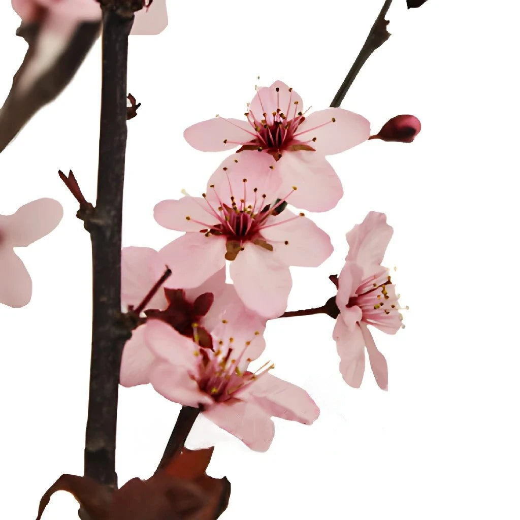 Blooming Pink Cherry Blossom Branches