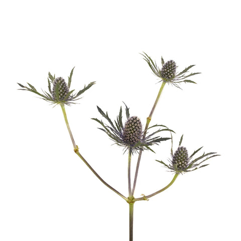 Blue Thistle Flower Stem - Image