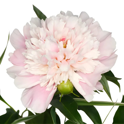 Blush Pink Peonies Vase - Image