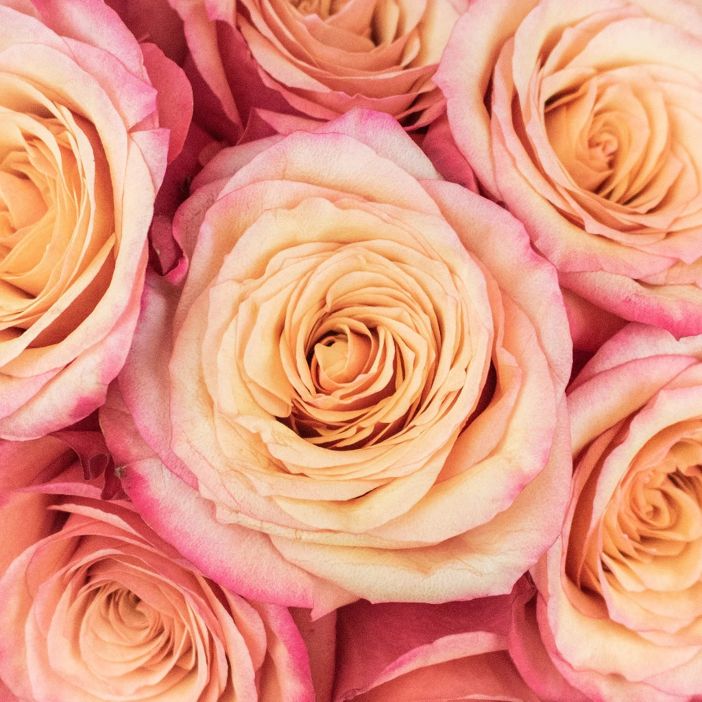 Buy Wholesale Bogart Bicolor Pink and Peach Rose in Bulk - FiftyFlo