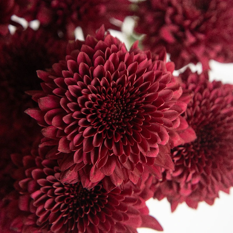 Bolero Red Cremon Flower Close Up - Image