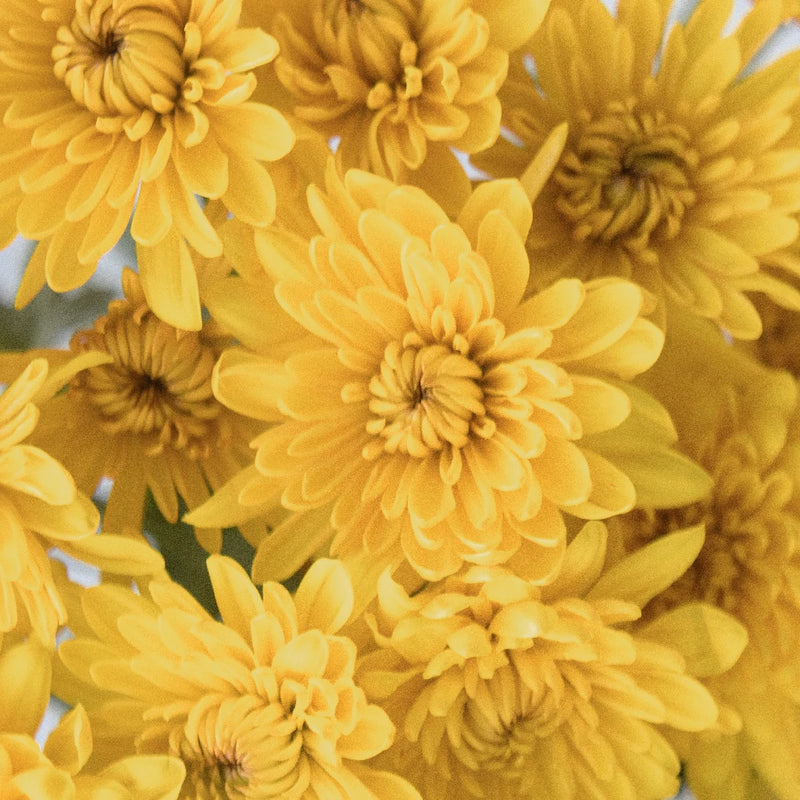 Brassy Yellow Dahlia Style Cushion Flower Close Up - Image