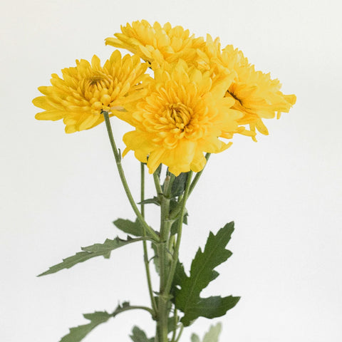 Brassy Yellow Dahlia Style Cushion Flower Stem - Image