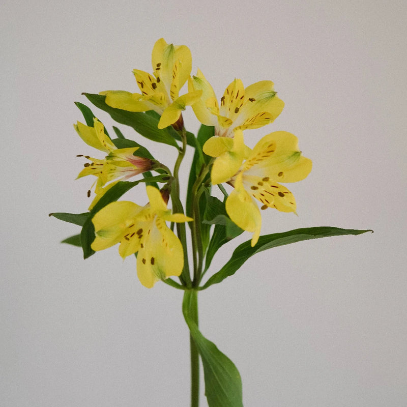Bright Yellow Alstroemeria Flower Stem - Image
