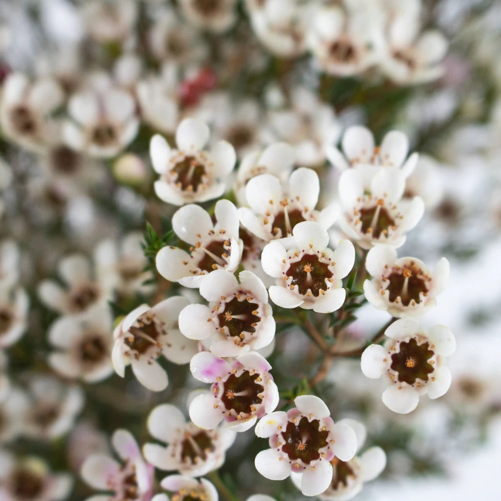 Burgundy Kiss White Wax Flower Feb to May Delivery