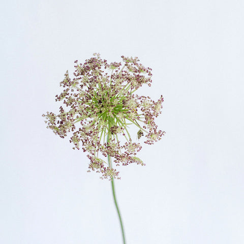 Chocolate Lace Flower Stem - Image
