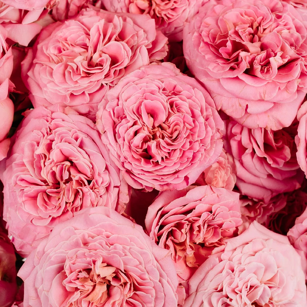 garden spray rose Classic Pink Spray Garden Roses
