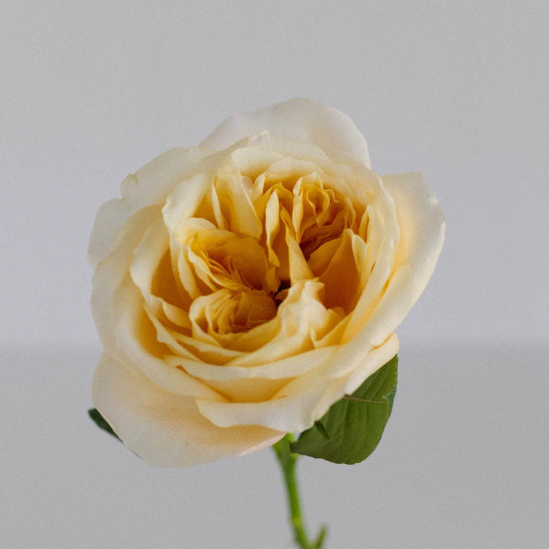 Cream Juliet Garden Rose Stem - Image