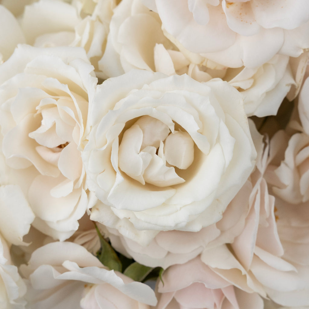 white garden spray roses White Majolica Spray Rose