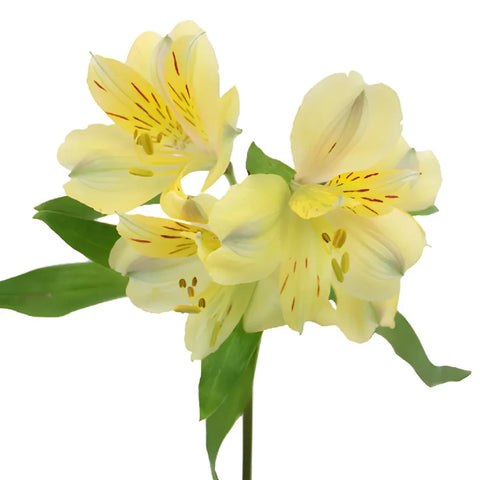 Creamy Yellow Bulk Peruvian Lilies Close Up - Image