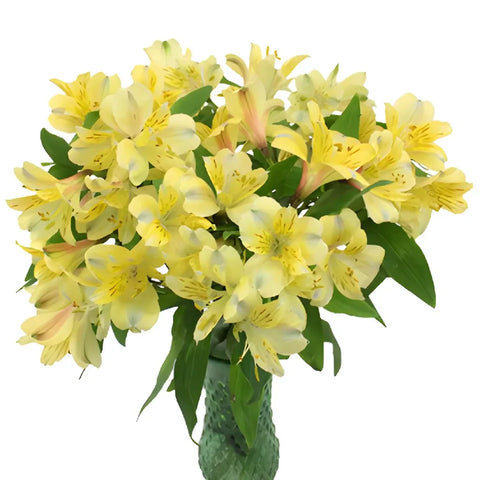 Creamy Yellow Bulk Peruvian Lilies Vase - Image