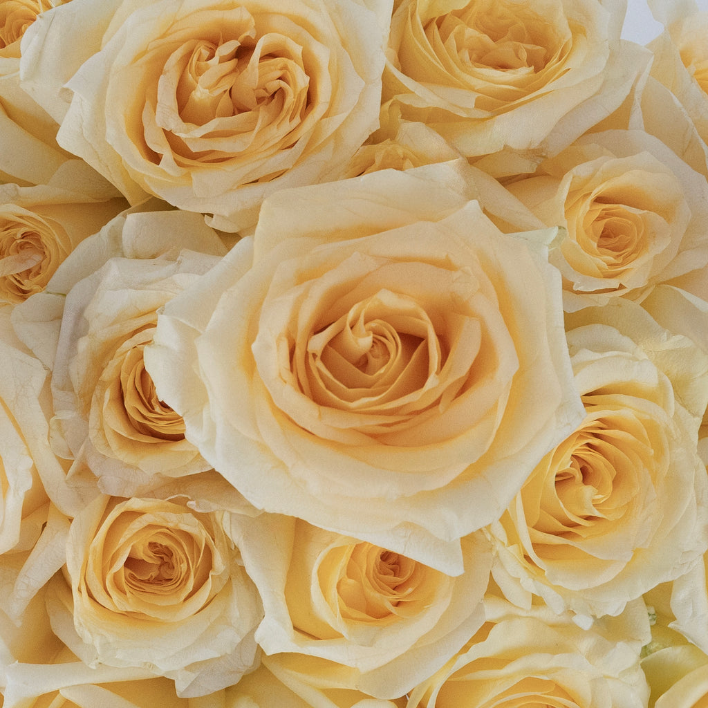 Buy Wholesale Creme de la Creme Rose in Bulk - FiftyFlowers