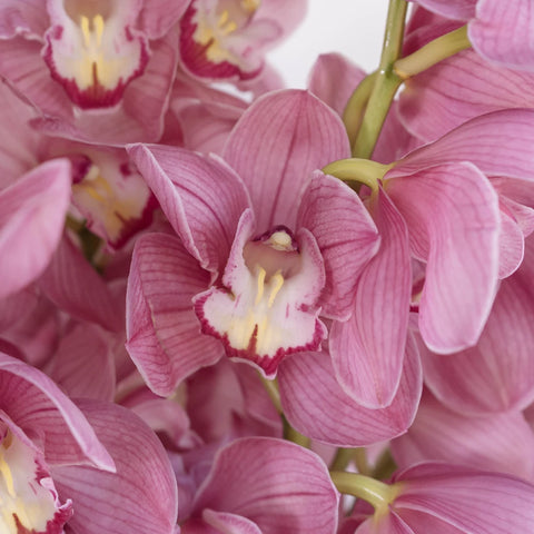 Cymbidium Orchids Hot Pink Close Up - Image