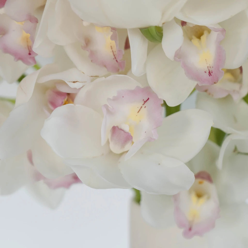 コロンビア300 WILD ORCHID PINK/WHITE/SILVER White Dot - Wild Orchid – Columbia300