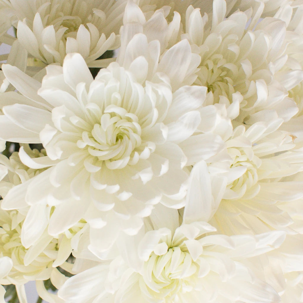 Daisy White Spray Dahlia Style Flower | FiftyFlowers.com