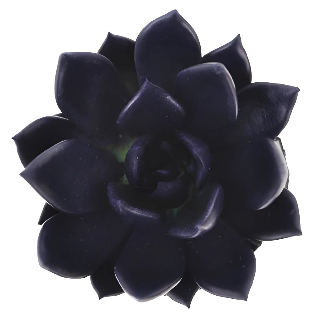Buy Wholesale Blue Black Tinted Succulents in Bulk
