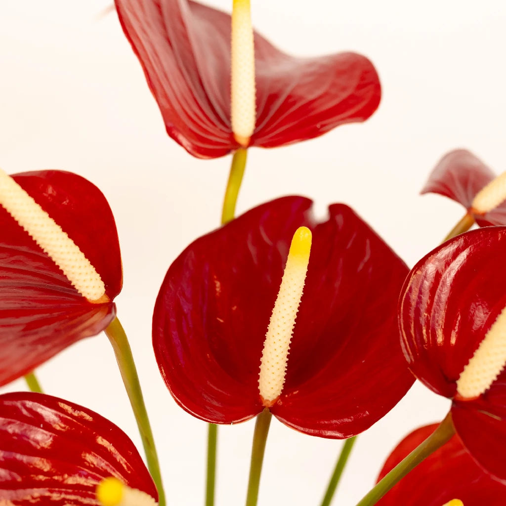 anthurium red plant Buy Wholesale Anthurium Red Designer Tropical Flower in Bulk