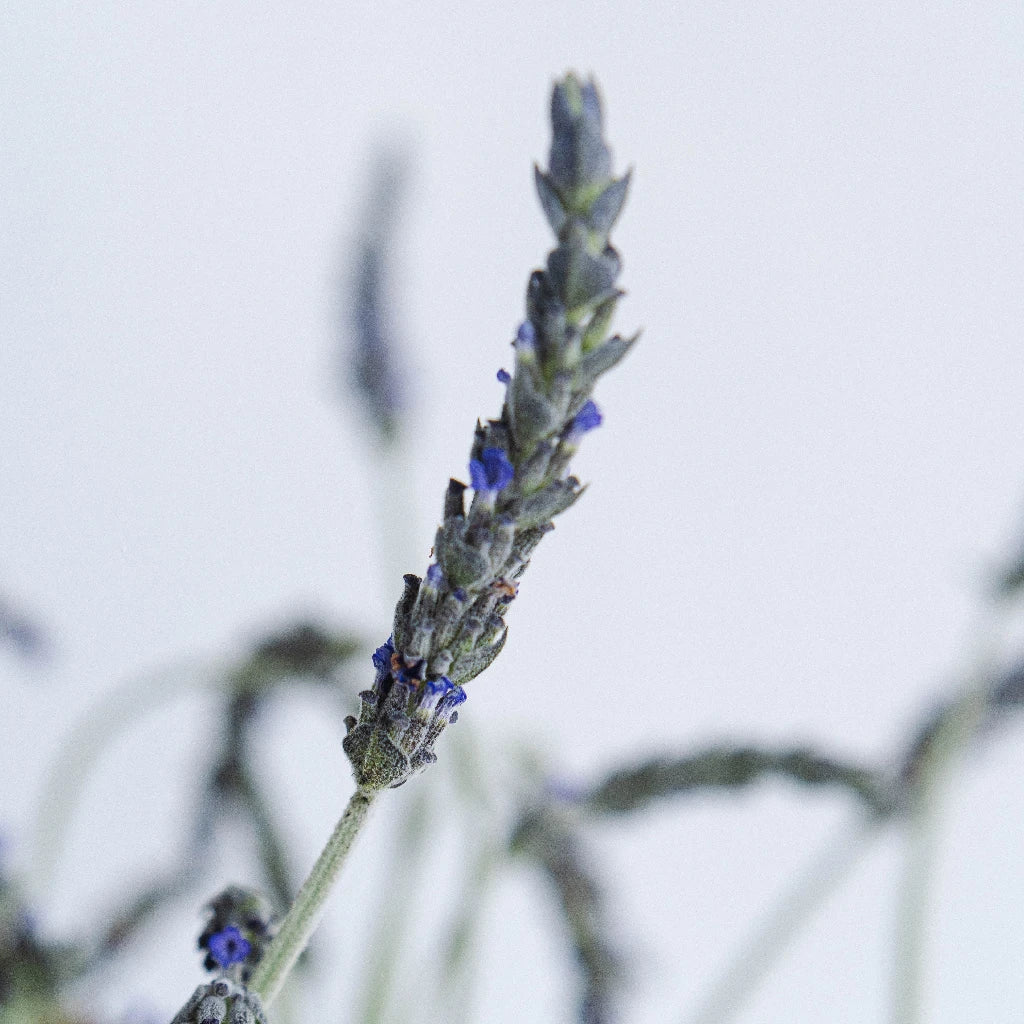 Silver Mist English Lavender