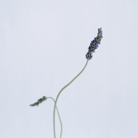 English Lavender Flower Stem - Image