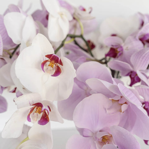 Farm Mix Traditional Phalaenopsis Orchids Close Up - Image