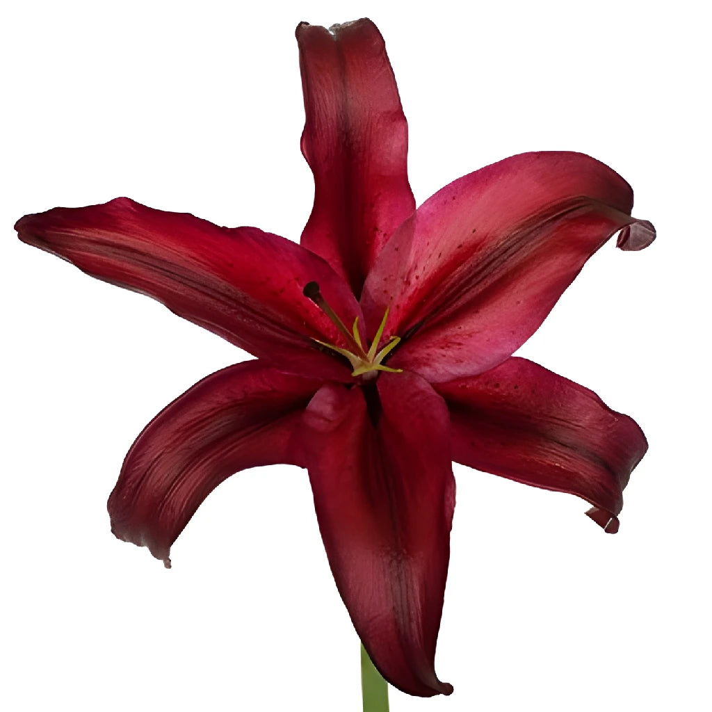 large red lily flower Buy Wholesale Cabernet Red Oriental Lily in Bulk