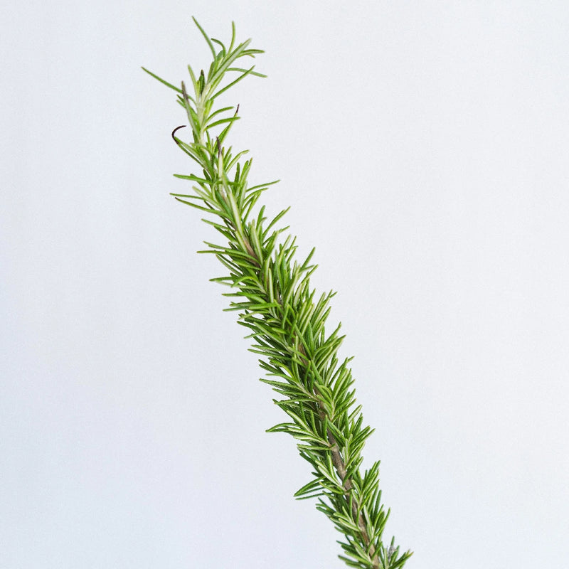 Fresh Cut Rosemary Herb Wholesale Stem - Image