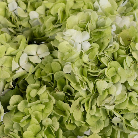 Giant Pale Green Hydrangea Flower Close Up - Image
