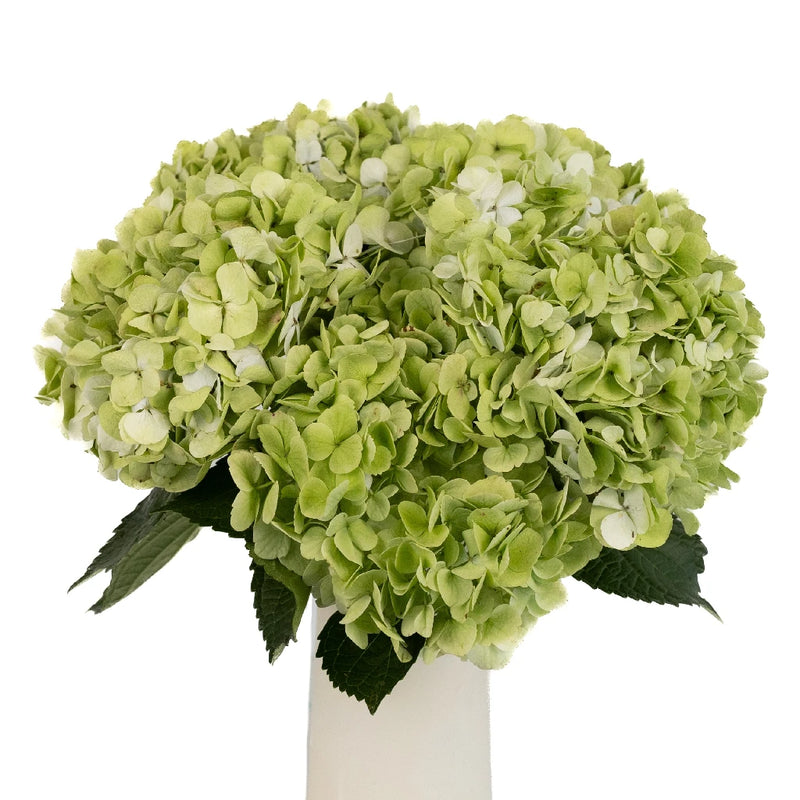 Giant Pale Green Hydrangea Flower Vase - Image