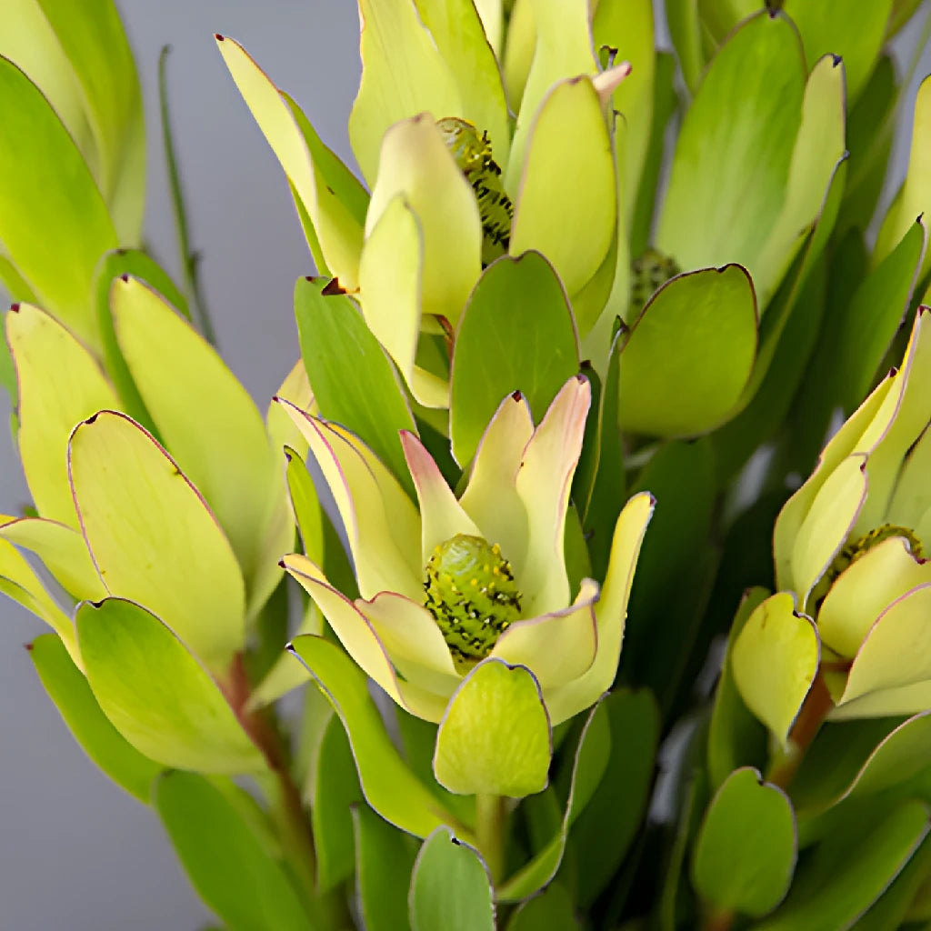 Buy Wholesale Brassy Green Leucadendron in Bulk