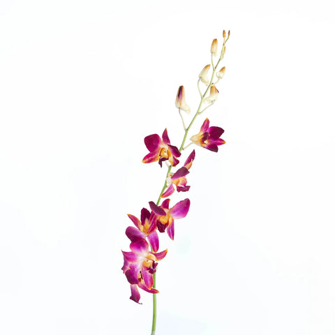 Golden Yellow Dendrobium Dyed Orchid Stem - Image