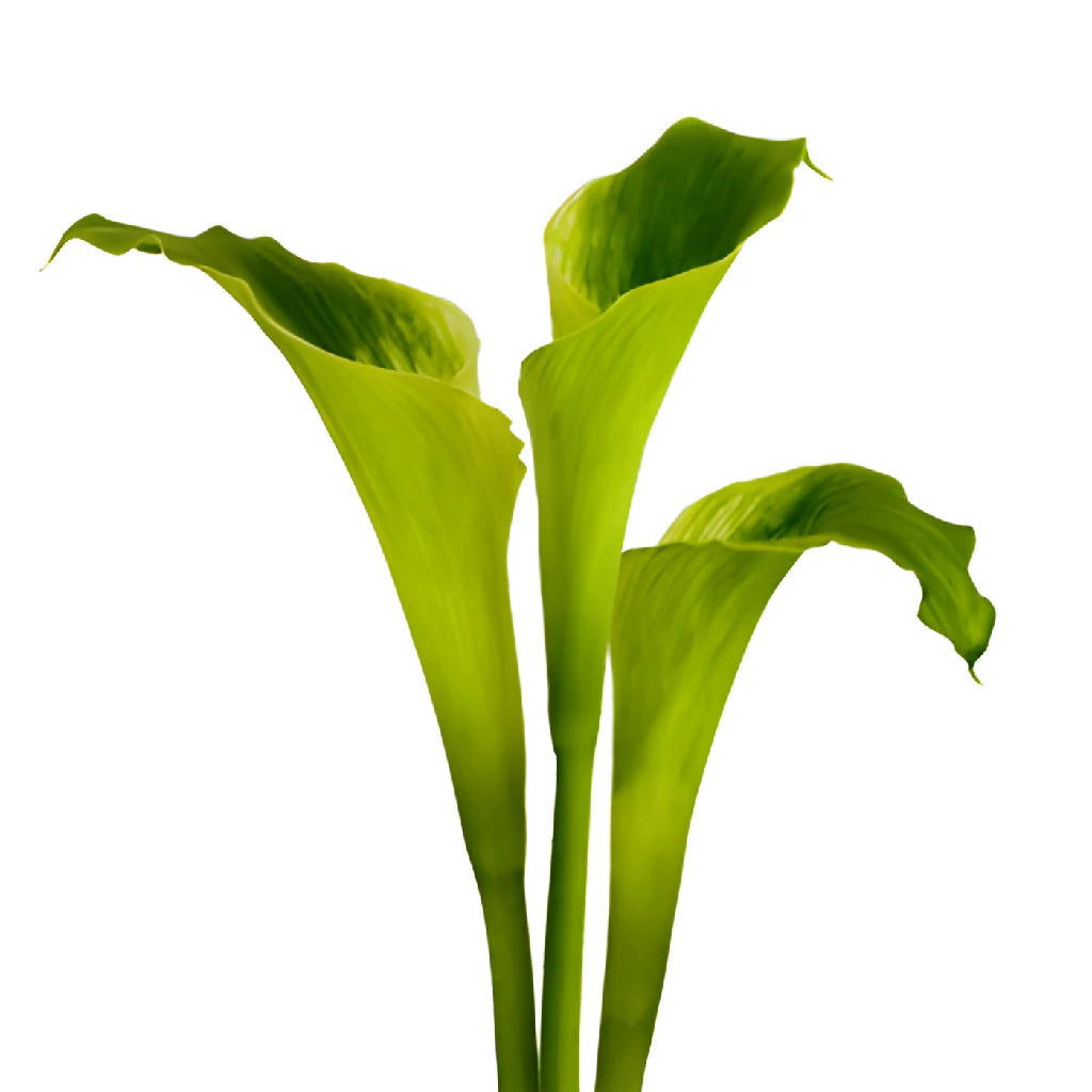 calla lily green flower Green Goddess Standard Calla Lily Flower