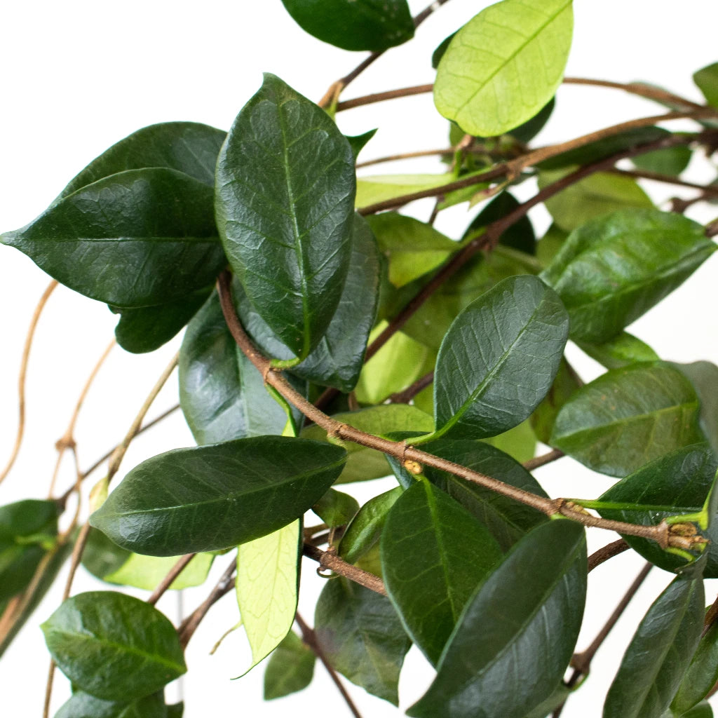 buy jasmine plant online Buy Wholesale Jasmine Vine in Bulk