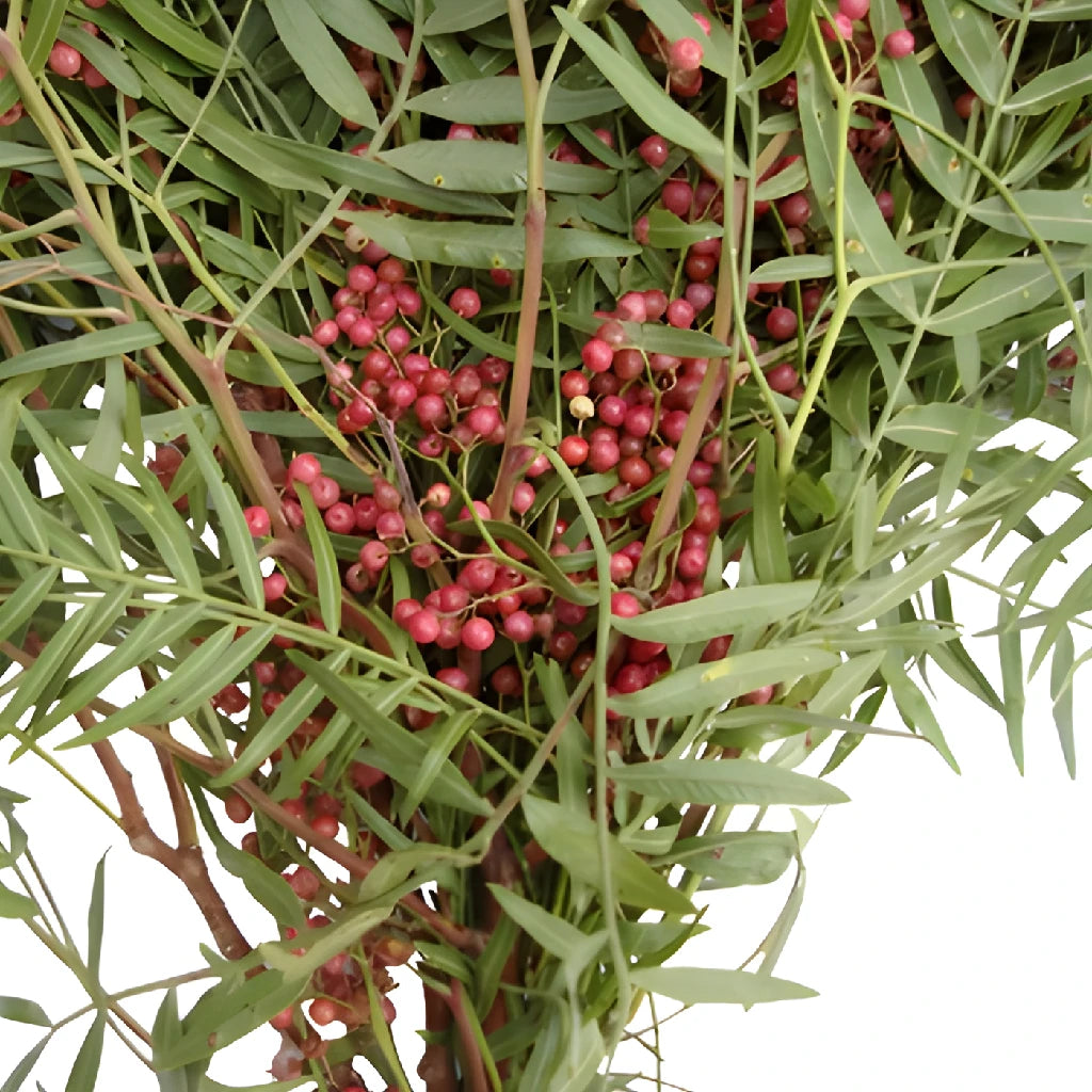 hanging pepperberry plant Hanging Pepperberry Bulk Fall Greens